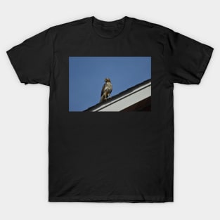 Hawk T-Shirt